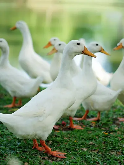Sekelompok bebek putih di rumput tepi danau di Pecatu Indah Resort