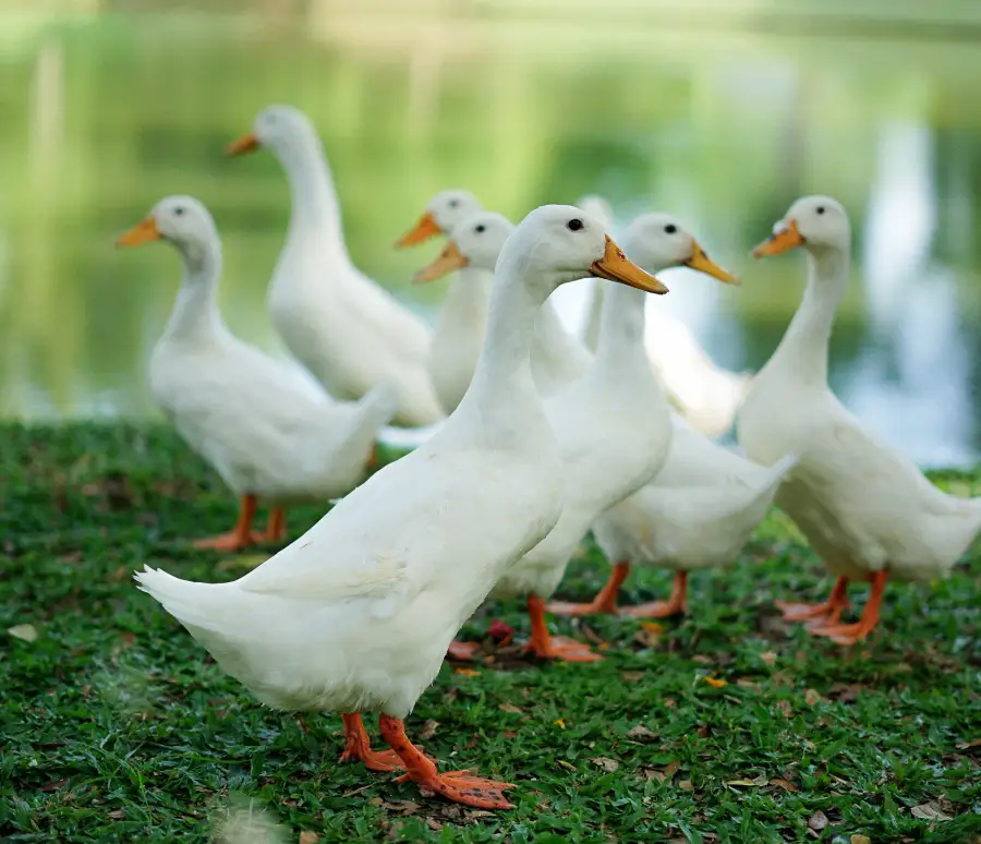 White ducks on the grass by the lake at Pecatu Indah Resort